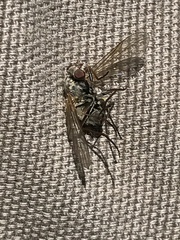 Symphoromyia
