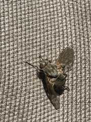 Symphoromyia