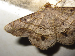 Chiasmia hebesata