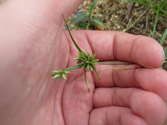 Cyperus compressus