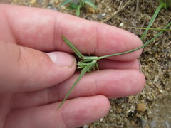 Cyperus compressus