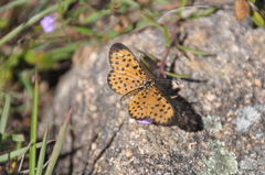 Pardopsis punctatissima