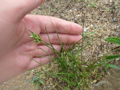 Cyperus compressus