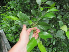 Alnus maritima maritima