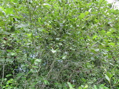 Alnus maritima maritima