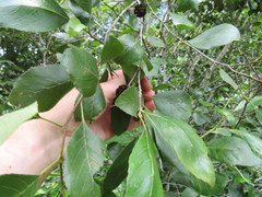 Alnus maritima maritima