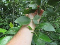 Alnus maritima maritima