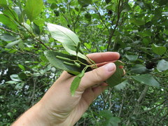 Alnus maritima maritima