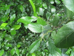 Alnus maritima maritima