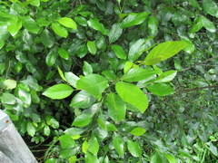Alnus maritima maritima