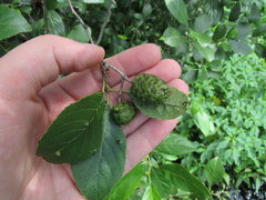 Alnus maritima maritima