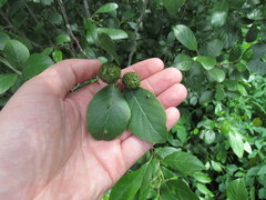Alnus maritima maritima