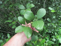 Alnus maritima maritima
