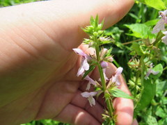 Stachys hyssopifolia