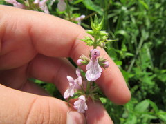 Stachys hyssopifolia