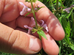 Stachys hyssopifolia