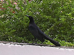 Quiscalus mexicanus peruvianus