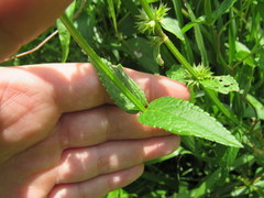 Stachys hyssopifolia