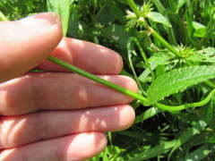 Stachys hyssopifolia