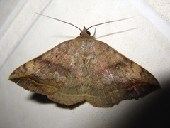 Blasticorhinus ussuriensis