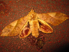 Clanis bilineata
