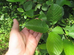 Alnus maritima maritima