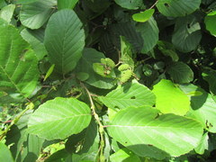 Alnus maritima maritima