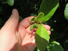 Alnus maritima maritima