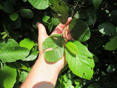 Alnus maritima maritima