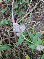 Phacelia heterophylla