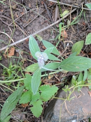 Phacelia heterophylla