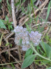 Phacelia heterophylla