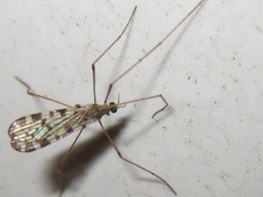 Erioptera asiatica
