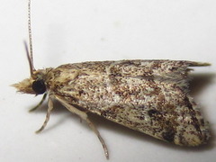 Microchilo inexpectellus