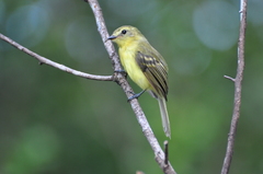 Yellow Tyrannulet photo 3