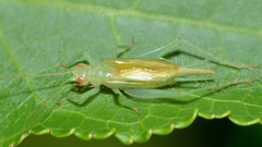 Cyrtoxipha columbiana
