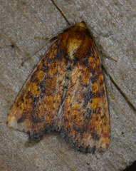 Perigea xanthioides