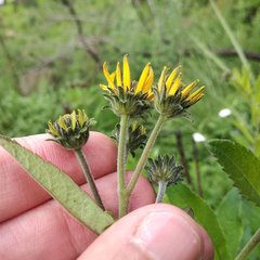Verbesina seatonii