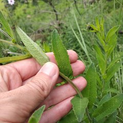 Verbesina seatonii