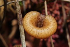 Arrhenia sphagnicola