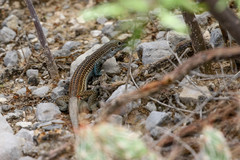 Aspidoscelis scalaris