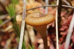 Arrhenia sphagnicola