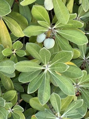 Pittosporum crassifolium