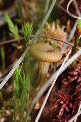 Arrhenia sphagnicola