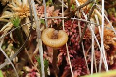 Arrhenia sphagnicola