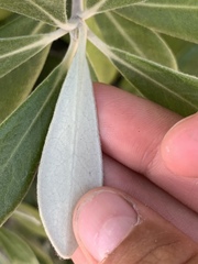 Pittosporum crassifolium