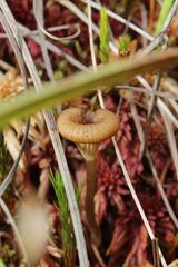 Arrhenia sphagnicola