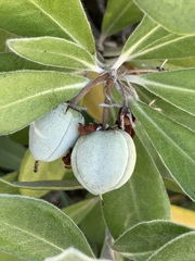 Pittosporum crassifolium
