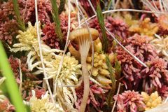 Arrhenia sphagnicola