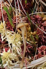 Arrhenia sphagnicola